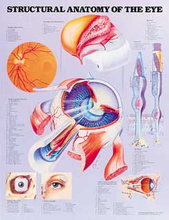 Структурная анатомия глаза
