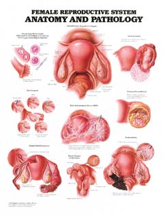 Мужская репродуктивная система: анатомия и патология