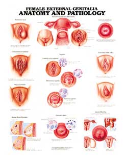 Женские наружные гениталии: анатомия и патология