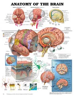 Анатомия головного мозга