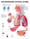 Дыхательная система и астма