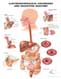 Нарушения желудочно-пищеводного тракта, анатомия пищеварительной системы