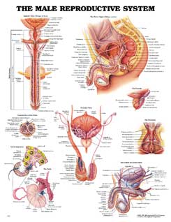 Мужская репродуктивная система