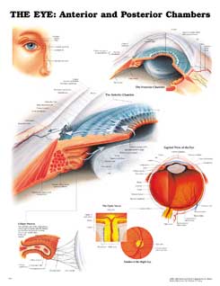 Глаз: передние и задние отделы