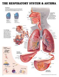 Дыхательная система и астма