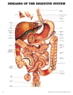 Заболевания пищеварительной системы