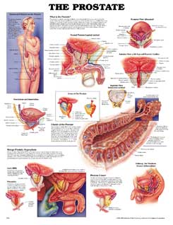 Предстательная железа