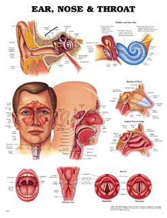 Ухо, горло, нос